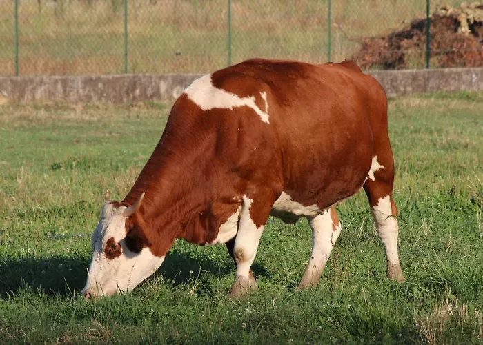 Cà Del Ponte Séjour à la ferme